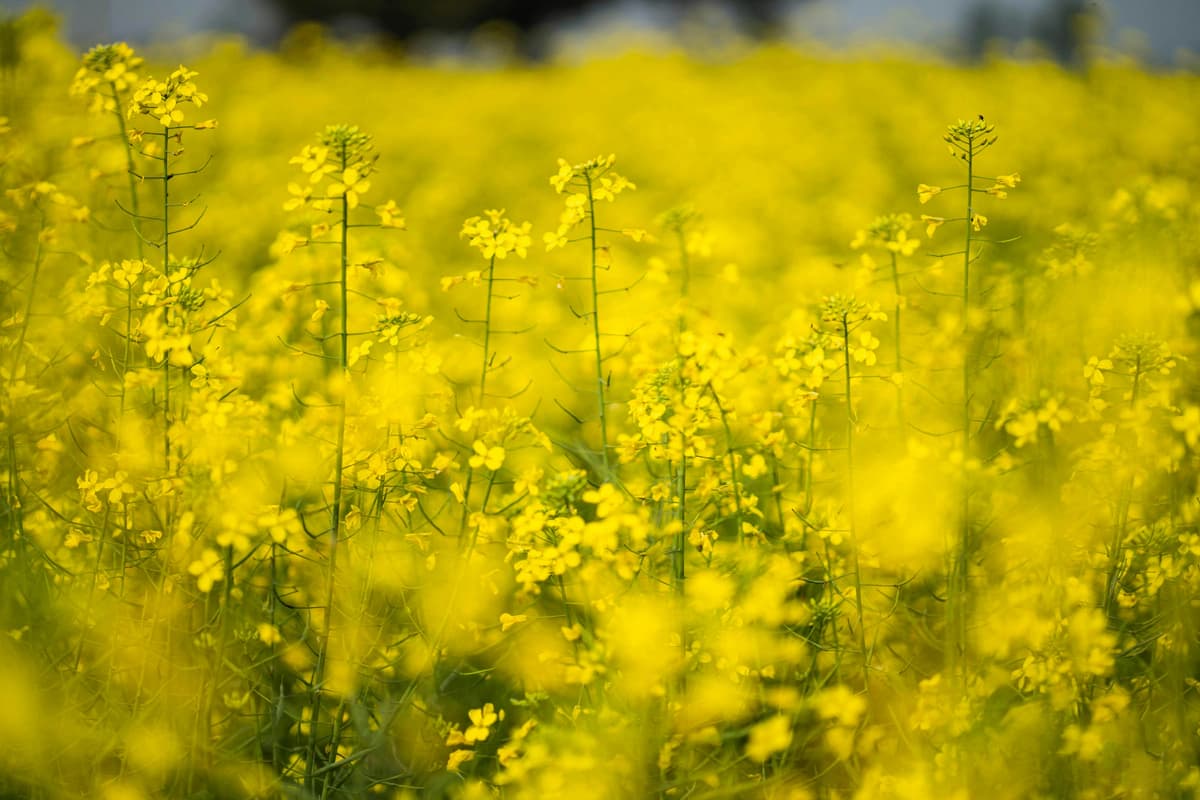 Vasant Panchami: Why Do We Celebrate The Arrival of Spring?