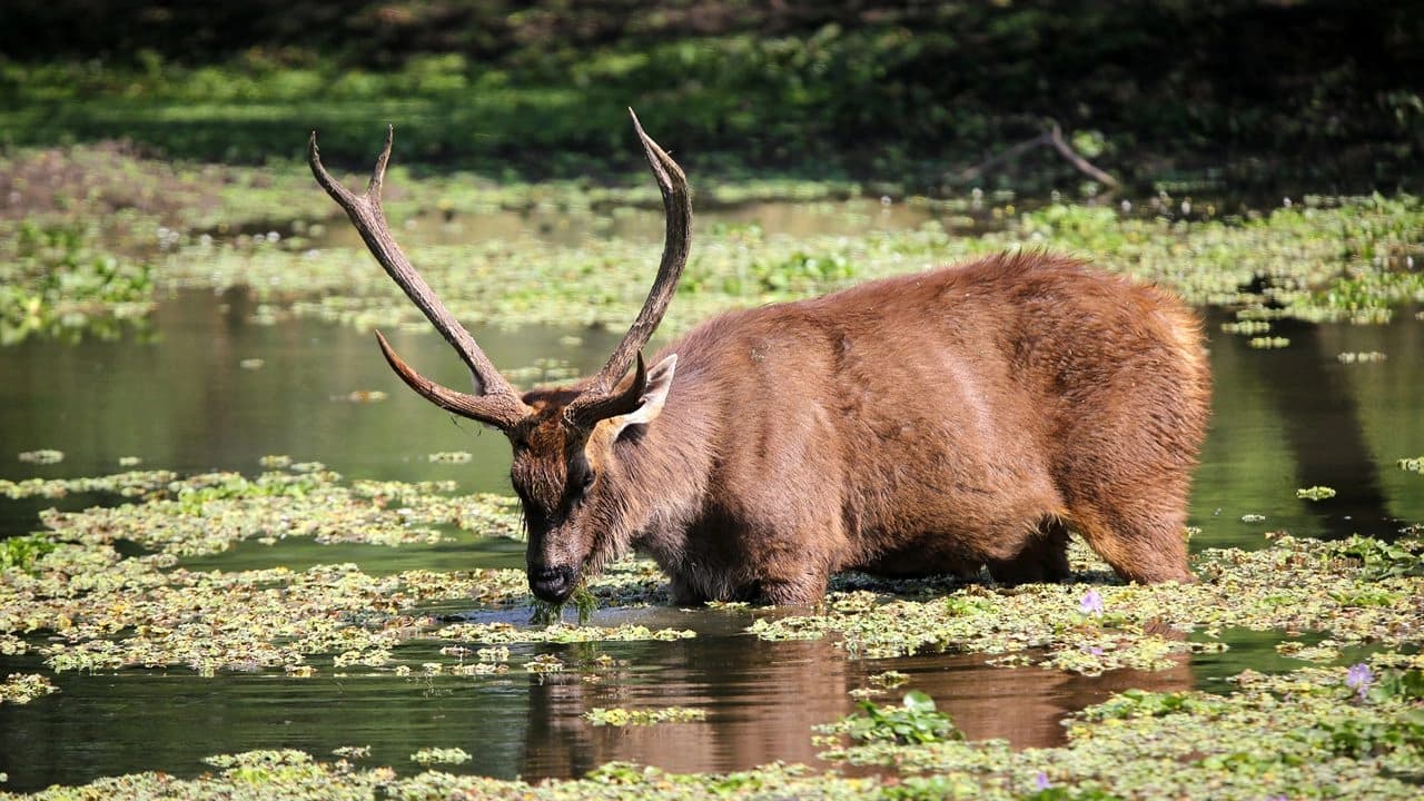 Van Vihar National Park