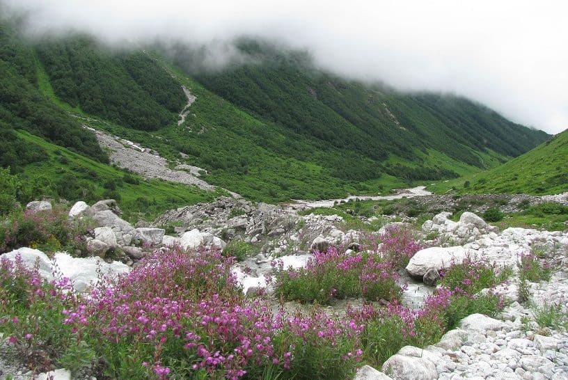 Valley of Flowers Trek