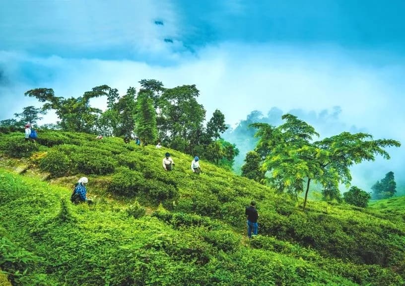 Makaibari Tea Estate