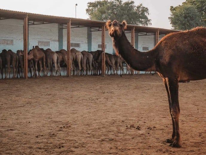 National Research Centre on Camel