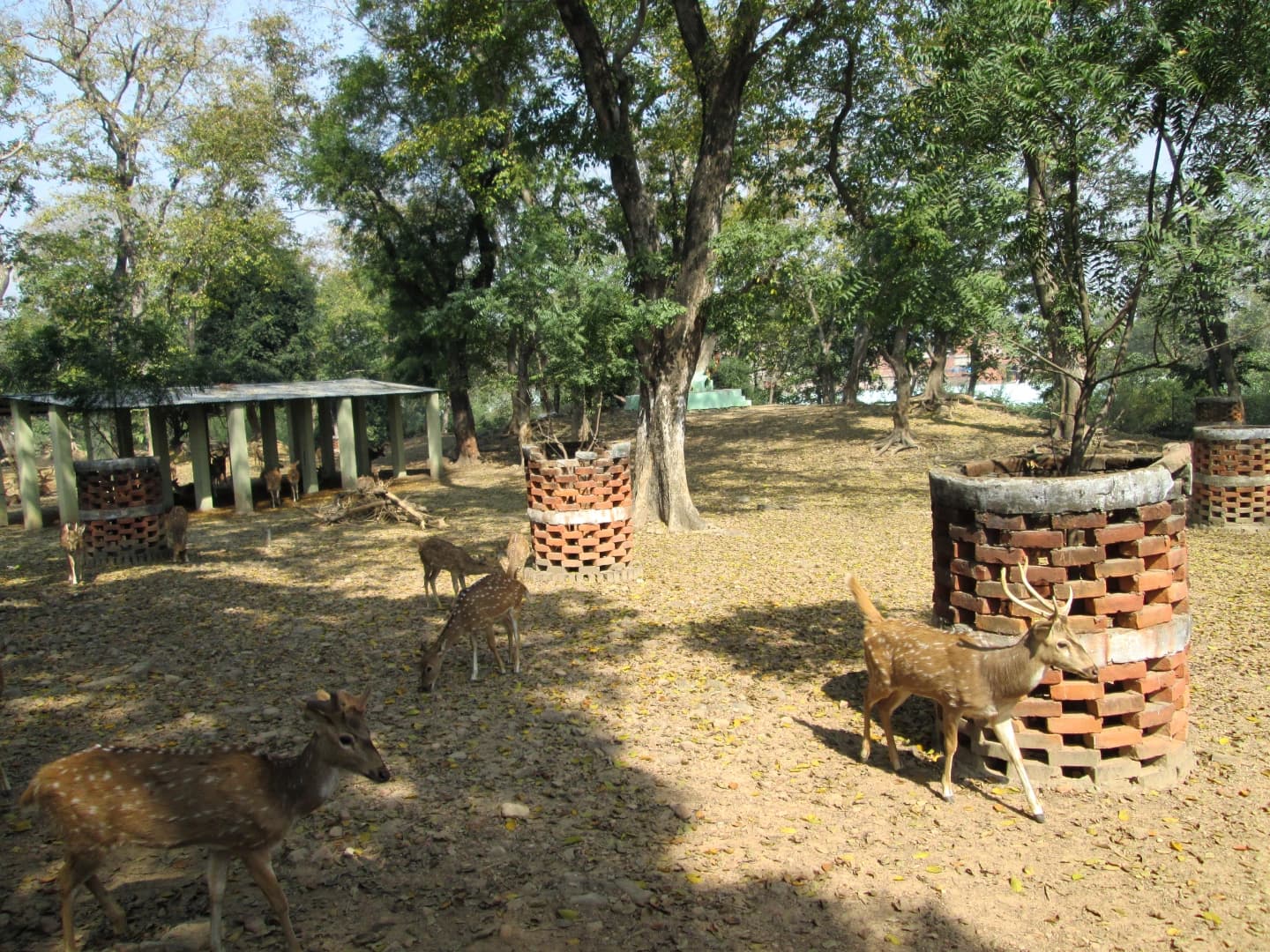 Sarnath Deer Park (Mrigadava)