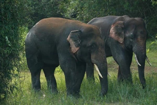 Chandaka Elephant Sanctuary