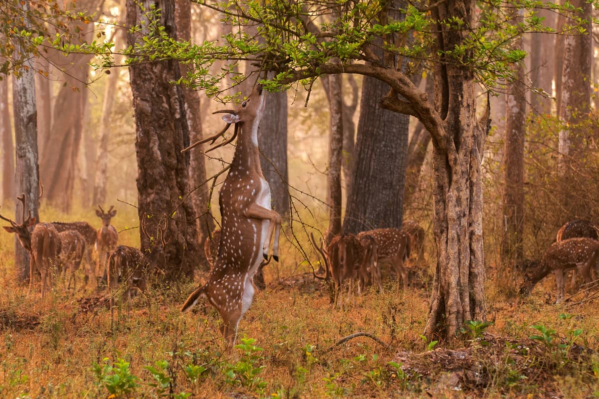 Nagarhole National Park