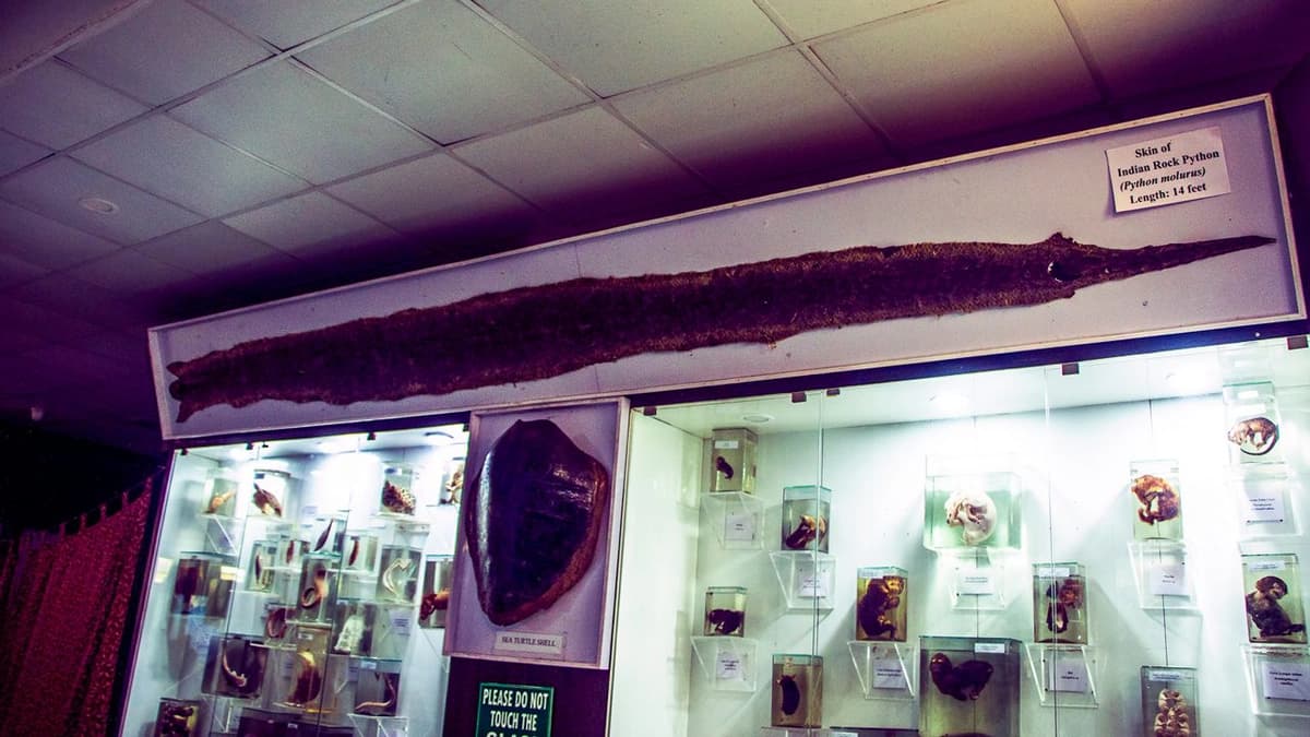 Darjeeling Government Museum