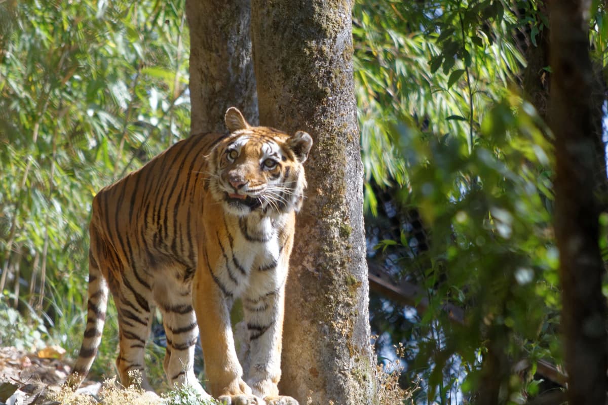 Padmaja Naidu Himalayan Zoological Park