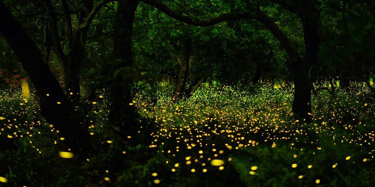 Kajwa Mahotsav / Firefly Festival