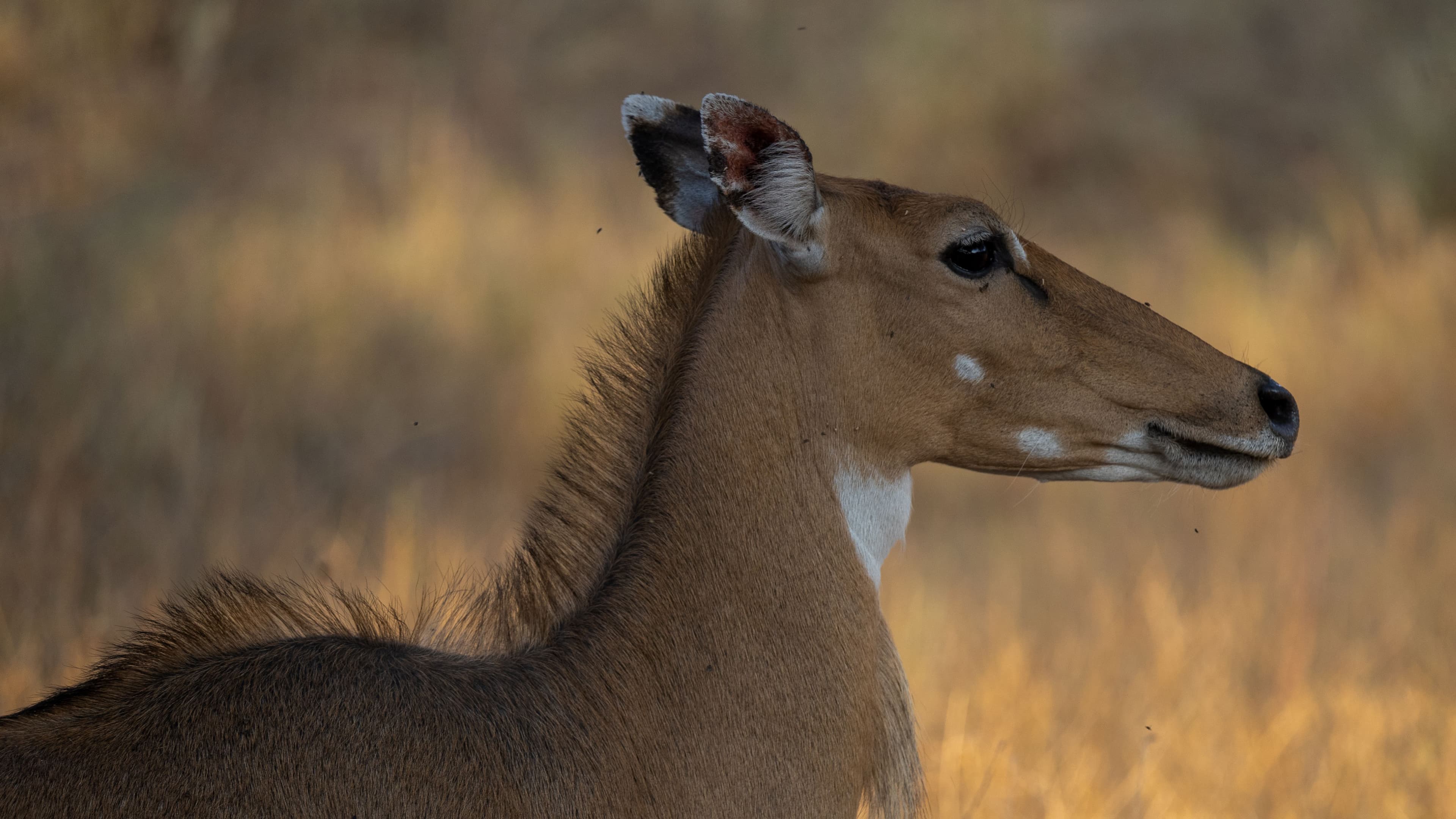 Jhalana National Park