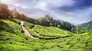 Goomtee Tea Estate