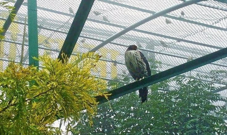Himalayan Bird Park