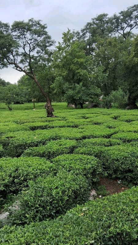 Tea Gardens of Dharamshala