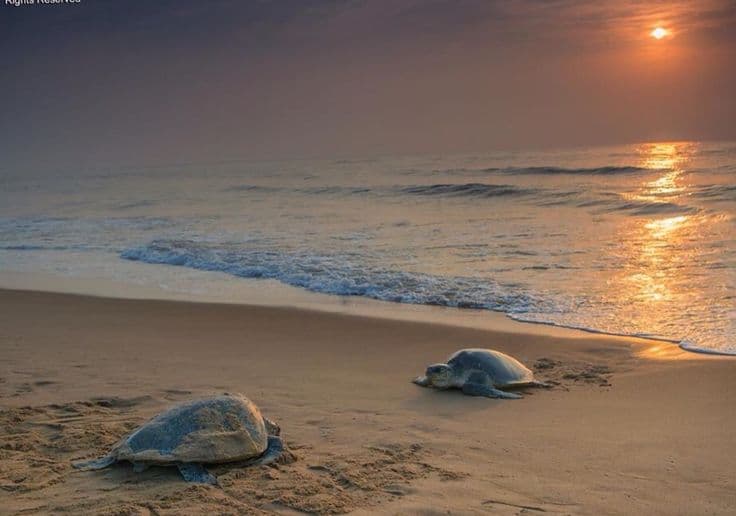 Rushikulya Beach