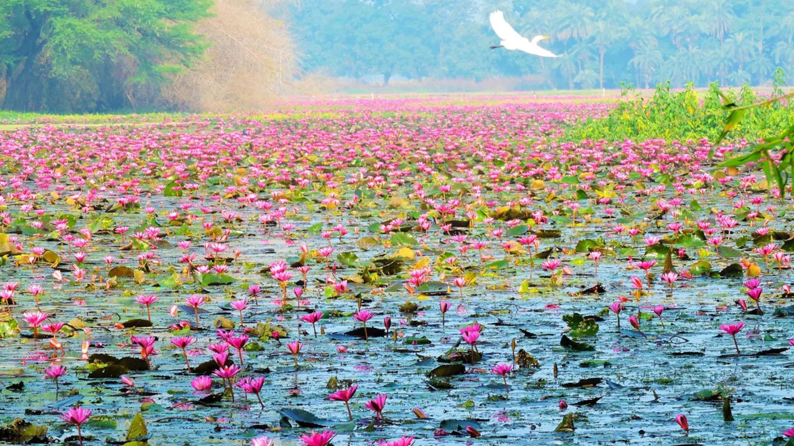 Gulawat Lotus Valley
